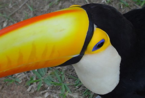 Tucano-toco