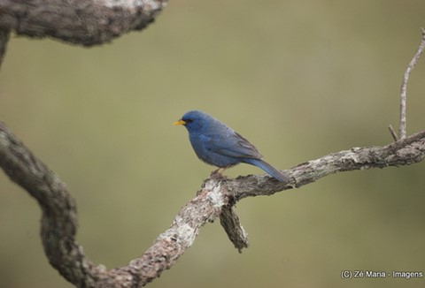 Parque Nacional da Serra da Canastra