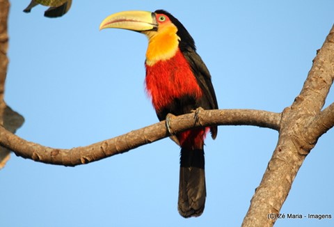 Parque Nacional da Serra da Canastra